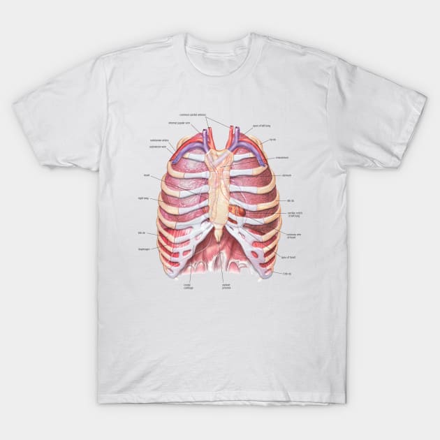 Chest Anatomy - Human Body T-Shirt by Bugsponge